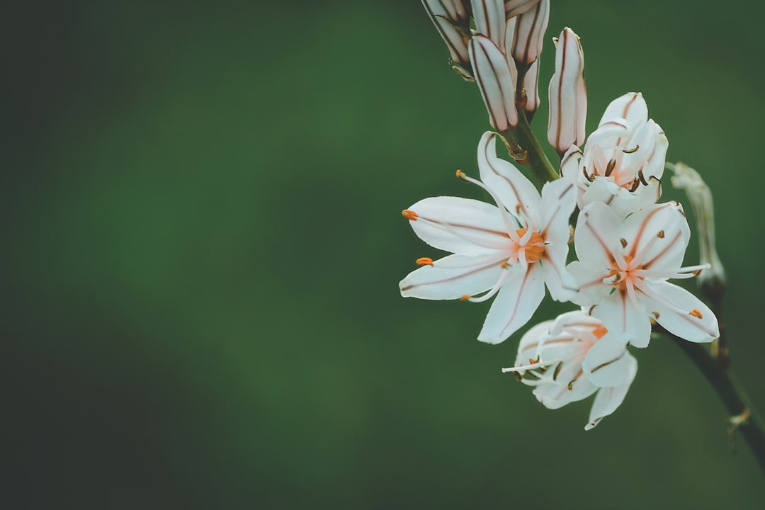 Vrolijke tuin het hele jaar met vaste planten met bloemen winterhard